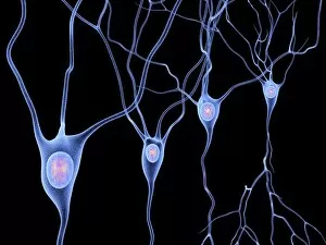 Neurones Gallery: Nerve cells, artwork F007 / 5506