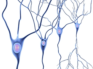 Neurones Gallery: Nerve cells, artwork F007 / 5507