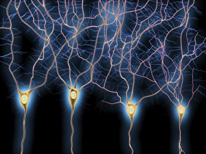 Neurones Gallery: Nerve cells, artwork F007 / 5508
