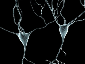 Neurones Gallery: Nerve cells, artwork F007 / 5509