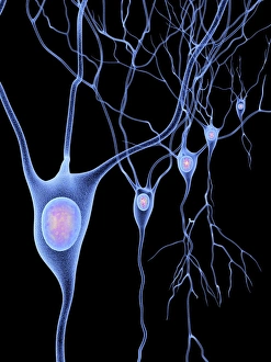 Neurones Gallery: Nerve cells, artwork F007 / 5512