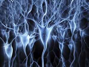 Neurones Gallery: Nerve cells, artwork F007 / 5513