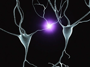 Neurones Gallery: Nerve cells, artwork F007 / 5514