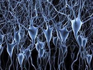 Neurones Gallery: Nerve cells, artwork F007 / 5515