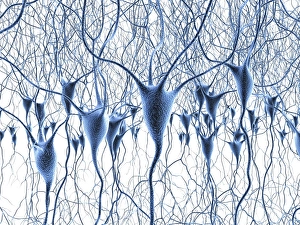 Neurones Gallery: Nerve cells, artwork F007 / 5516