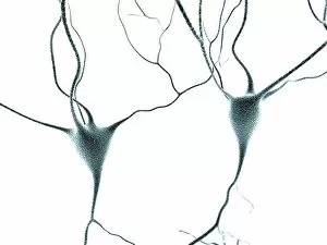 Neurobiology Gallery: Nerve cells, artwork F007 / 5518