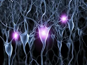 Synapse Gallery: Nerve cells, artwork F007 / 5519