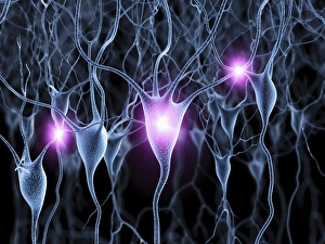 Neurones Gallery: Nerve cells, artwork F007 / 5519