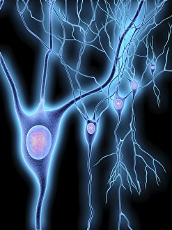 Neurones Gallery: Nerve cells, artwork F007 / 5520