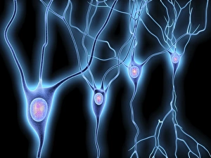 Neurones Gallery: Nerve cells, artwork F007 / 5521