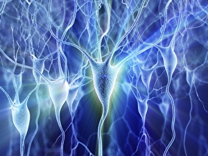 Neurones Gallery: Nerve cells, artwork F007 / 5522