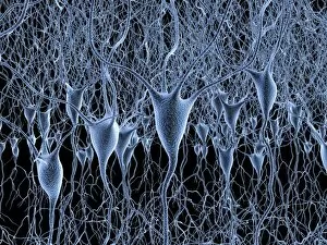 Synapses Gallery: Nerve cells, artwork F007 / 5523