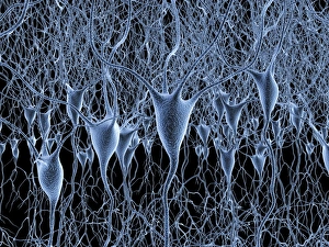 Neurones Gallery: Nerve cells, artwork F007 / 5523