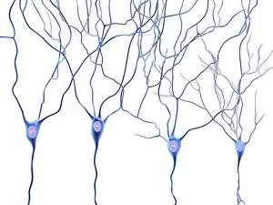 Synapse Gallery: Nerve cells, artwork F007 / 5524