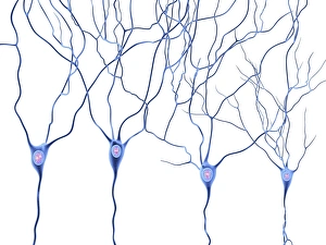 Neurones Gallery: Nerve cells, artwork F007 / 5524
