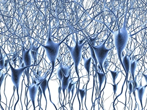 Neurones Gallery: Nerve cells, artwork F007 / 5525