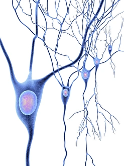 Neurones Gallery: Nerve cells, artwork F007 / 5526
