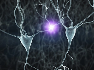 Neurones Gallery: Nerve cells, artwork F007 / 5530