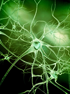 Synapse Gallery: Nerve cells, artwork F007 / 7437