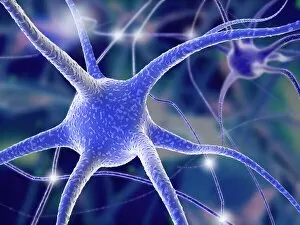 Neurones Gallery: Nerve cells, computer artwork