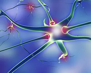 Impulses Gallery: Nerve cells and synapses