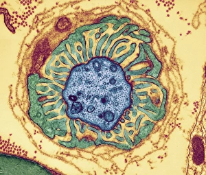 Node Of Ranvier Gallery: Nerve fibre node, TEM