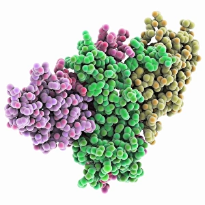 Differentiation Gallery: Nerve growth factor bound to receptor