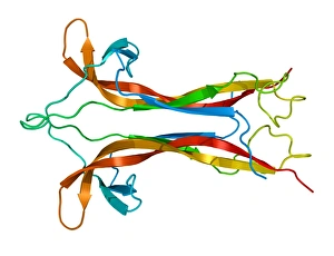 Differentiation Gallery: Nerve growth factor, molecular model