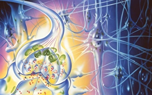 Synapse Gallery: Nerve synapse