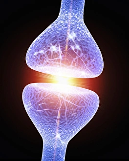 Neurones Gallery: Nerve synapse, artwork F006 / 7074