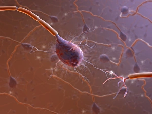 Cell Body Gallery: Nerve synapse, computer artwork C017 / 3429