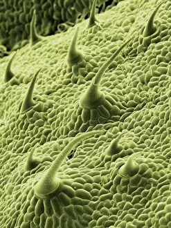 Images Dated 13th August 2009: Nettle leaf trichomes, SEM