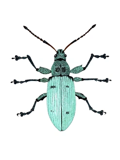 Nettle weevil Nettle weevil