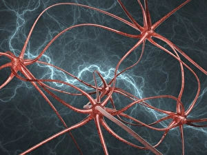Cell Body Gallery: Neural network, artwork