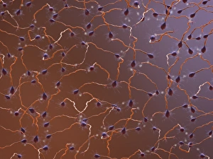 Neurones Gallery: Neural network, artwork C017 / 2276