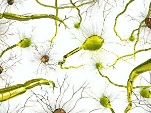 Neurones Gallery: Neural network, artwork C017 / 2278