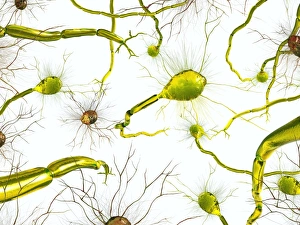 Neurones Gallery: Neural network, artwork C017 / 2278