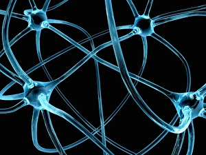 Cell Body Gallery: Neural network, conceptual image C013 / 9958