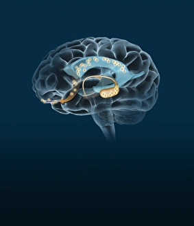 Differentiation Gallery: Neurogenesis, artwork