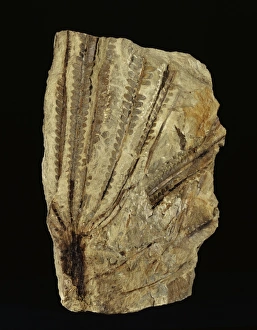 Neuropteridium tree fern fossil C018/9392 Neuropteridium tree fern fossil C018/9392
