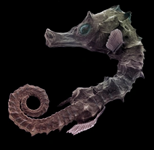 Newborn seahorse, SEM Newborn seahorse, SEM