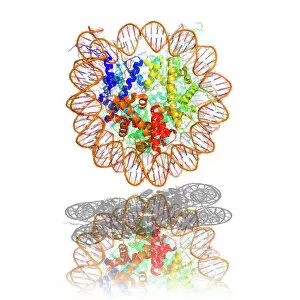 Images Dated 12th September 2007: Nucleosome molecule
