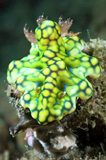 Images Dated 8th April 2010: Nudibranch