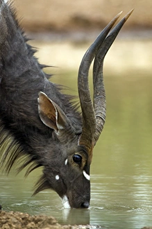 Nyala drinking water Nyala drinking water
