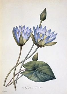 Nymphaea caerula, 19th century C016/4980 Nymphaea caerula, 19th century C016/4980