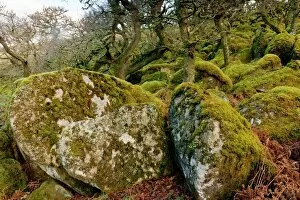 Images Dated 24th January 2014: Oak woodland on Dartmoor