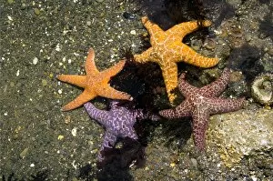Images Dated 22nd November 2006: Ochre sea stars