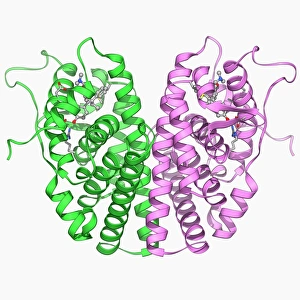 Oestrogen receptor and tamoxifen drug F006/9674 Oestrogen receptor and tamoxifen drug F006/9674