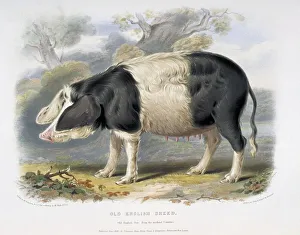 Old English Pig, 19th century C013/6234 Old English Pig, 19th century C013/6234