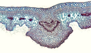 Prints of Oleander leaf. Light micrograph of a section through the leaf of an oleander (Nerium oleander) tree, showing its sunken stomata (gaps, centre left and right) Images Dated 2012 January: Oleander Leaf Print, Light Micrograph